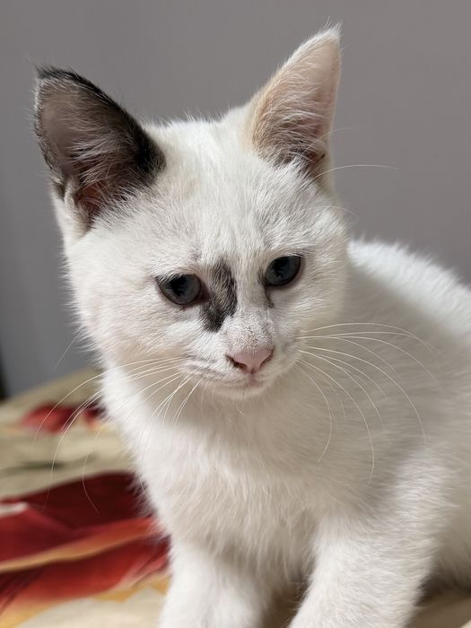 Котенок колор-пойнт (сиам/тай тип)