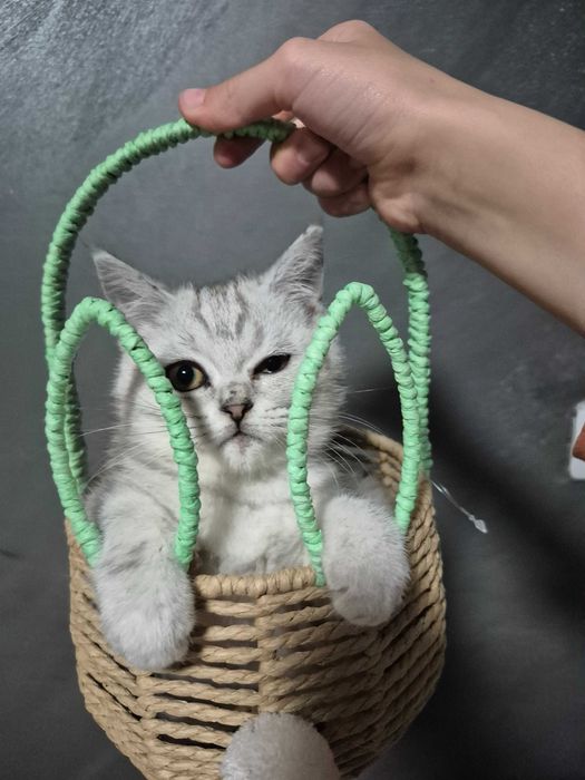 Котенце Сребърно Таби