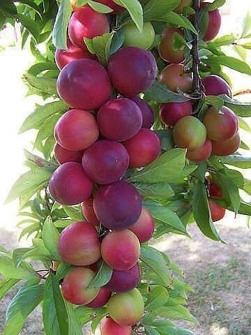 Pomi Fructiferi Columnari (PRUN )