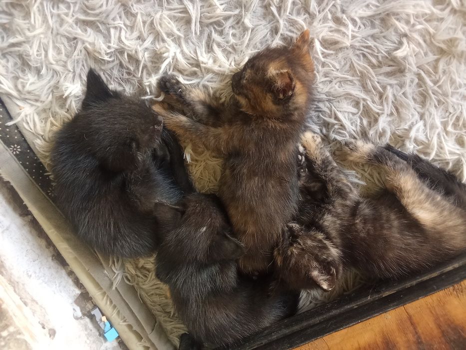Отдадим котята бесплатно