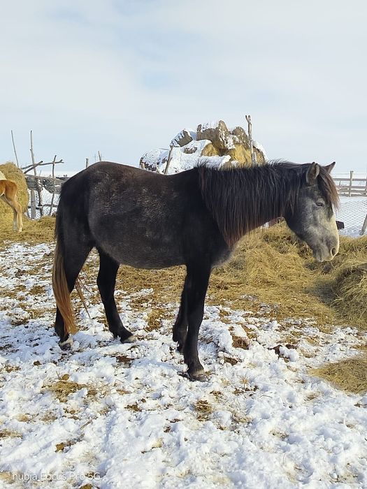 Продаются лошади