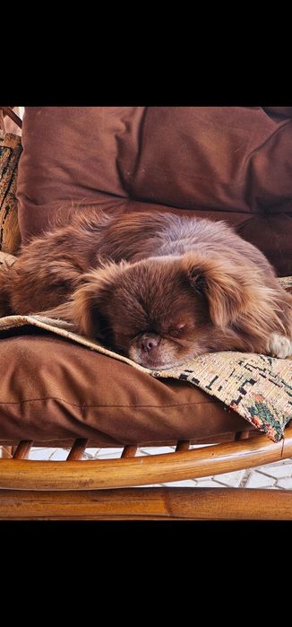 Девочка Чихуахуа ищет пару.