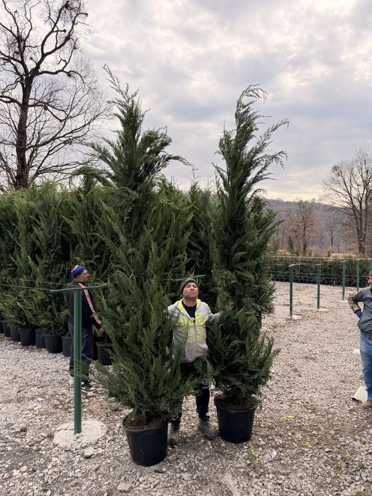 Leylandii cupressus toate marimile