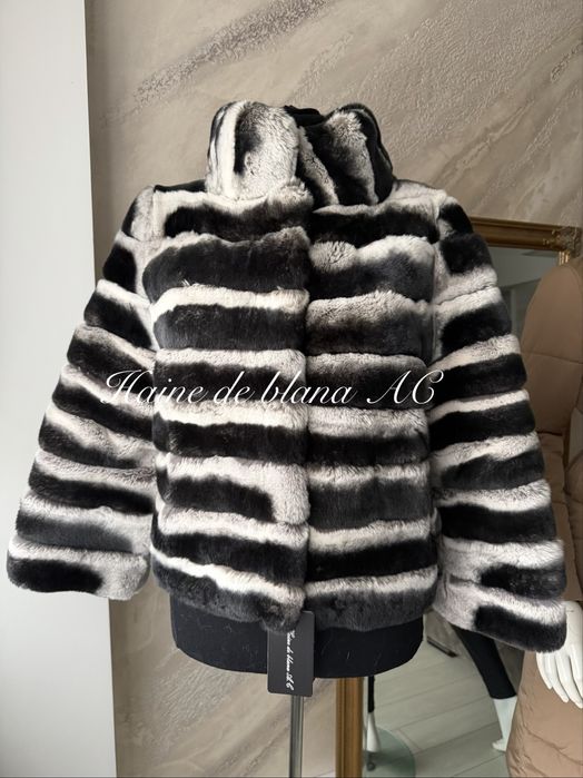 Haina de blana chinchilla rex