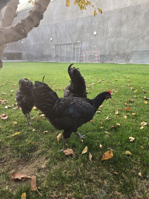 Gigant qora shahzoda ho'rozlari