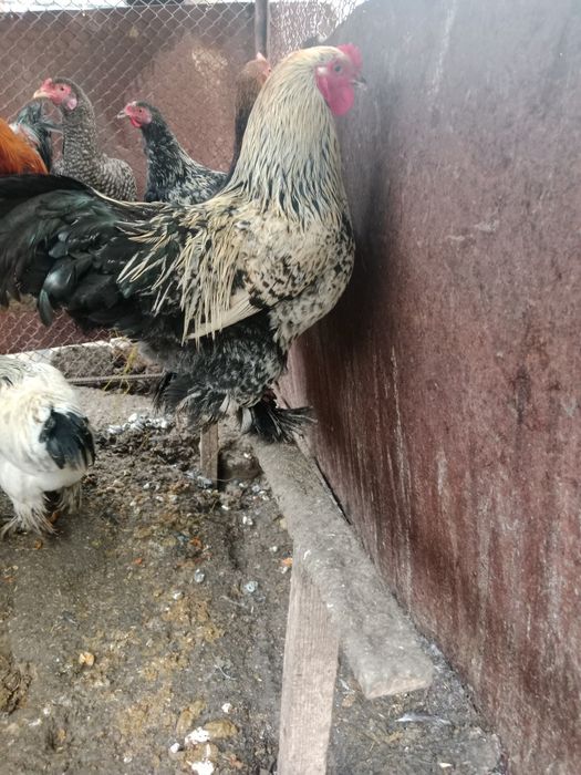 Brama hurozlari sotiladi