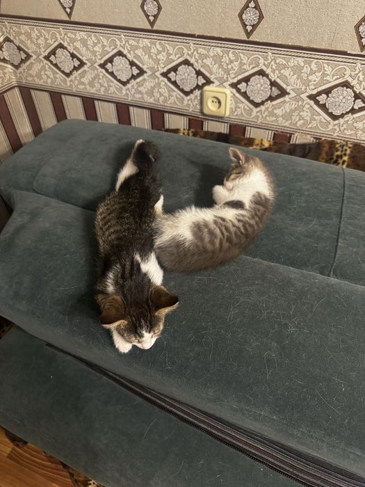Отдам кошечек в хорошие руки