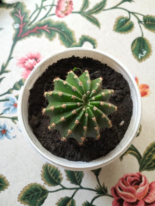 Продам кактус и каланхоэ.