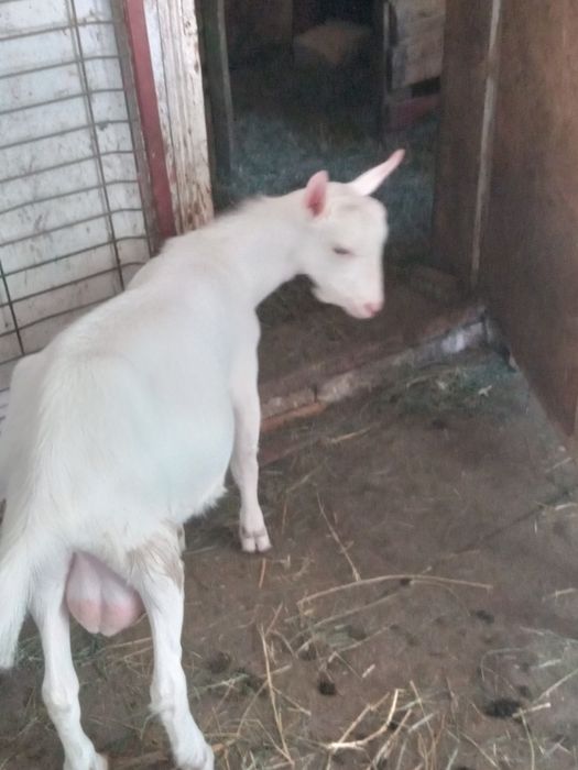 Vand 2 tapici saner si o ieduta metis