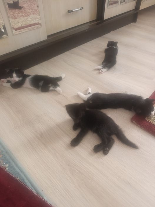 Мысық марғау котята