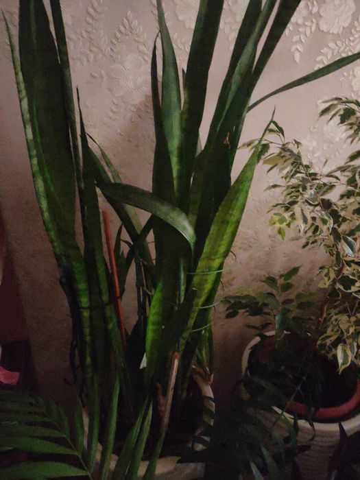 Сансевиерия или тещин язык