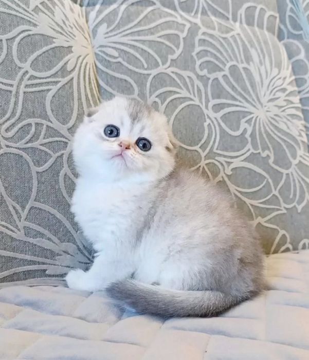 Шотландские котята шиншилла серебро