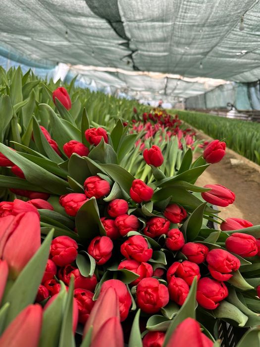 Тюльпаны голландский