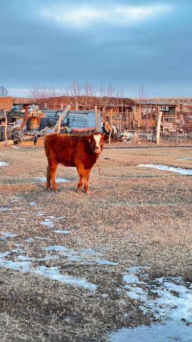 Баспақ 1жас алмалы