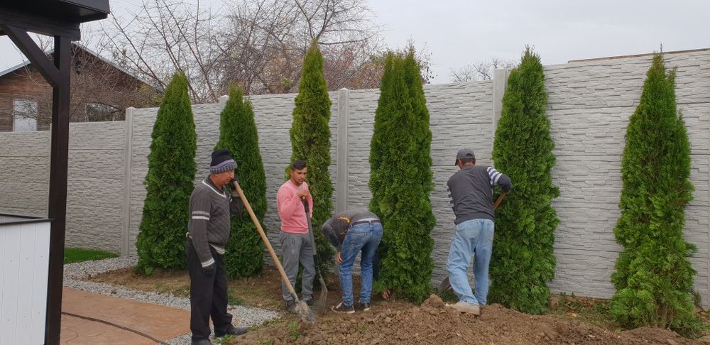 Vindem tuia smaragd de mai multe dimensiuni