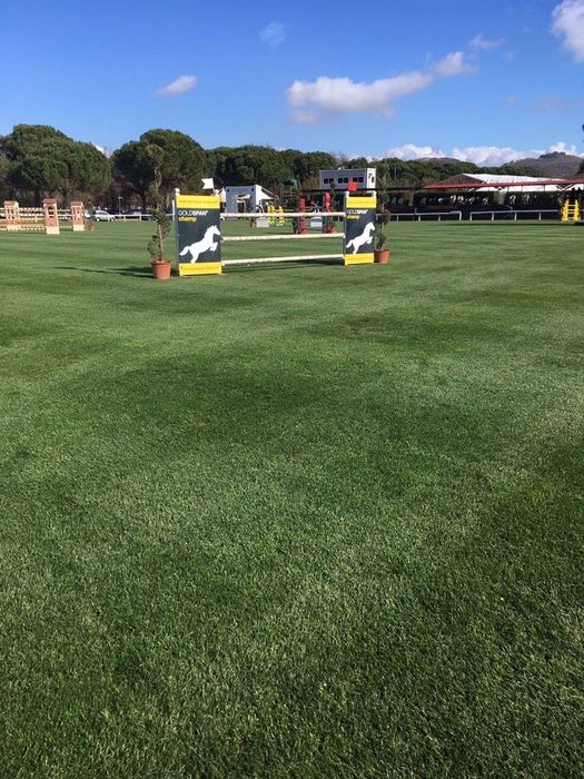 Семена газоны