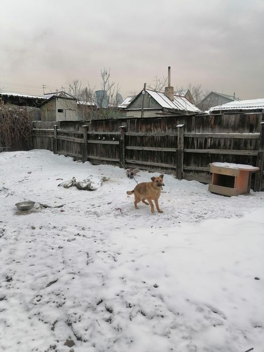 Отдам в добрые руки щенка . Находимся в районе 4 гор. больницы