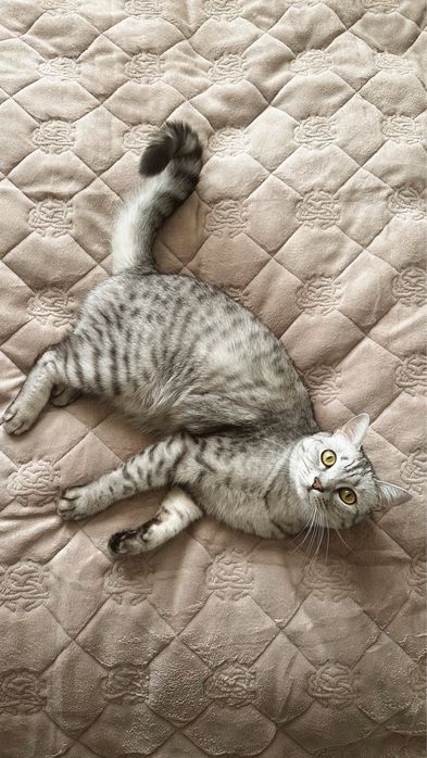 Ищем нового хозяйна. Отдам в добрые руки
