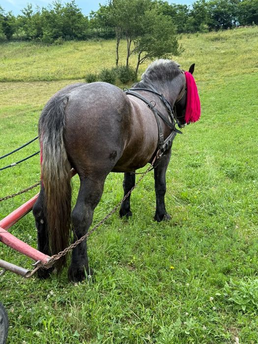 Armăsar de 3 ani