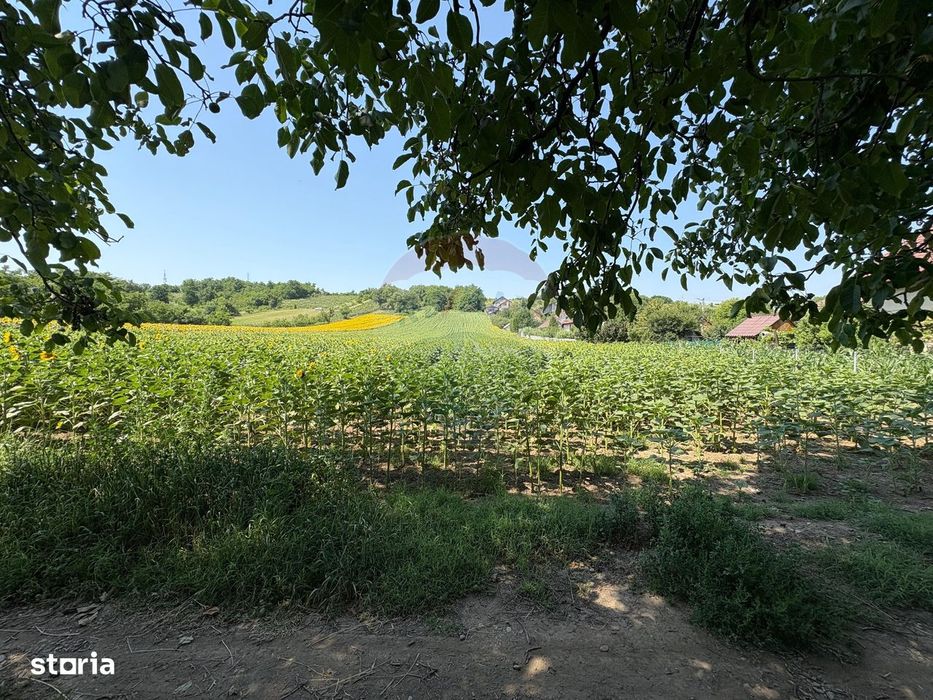 Teren 9,012mp Saucesti / Strada Cireșului