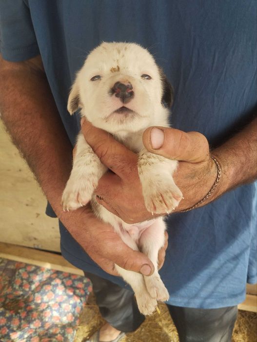 Отдам щенят бесплатно