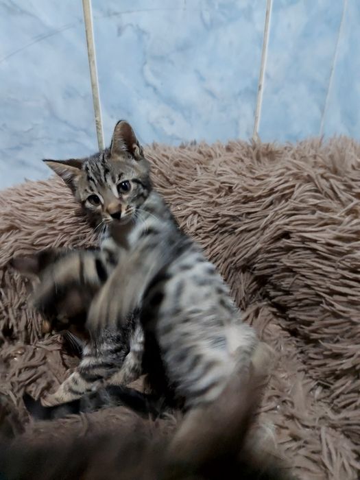 Продам бенгальских котят