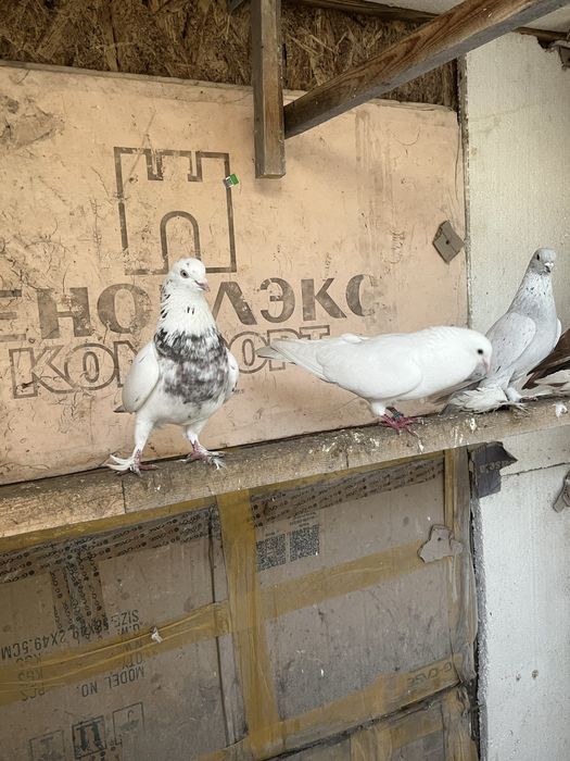 Голуби бакинцский