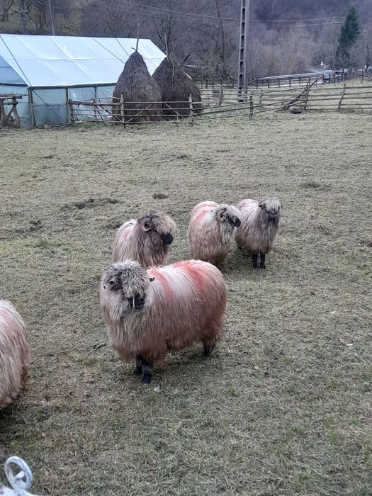 Vand oi bocalai de luncani