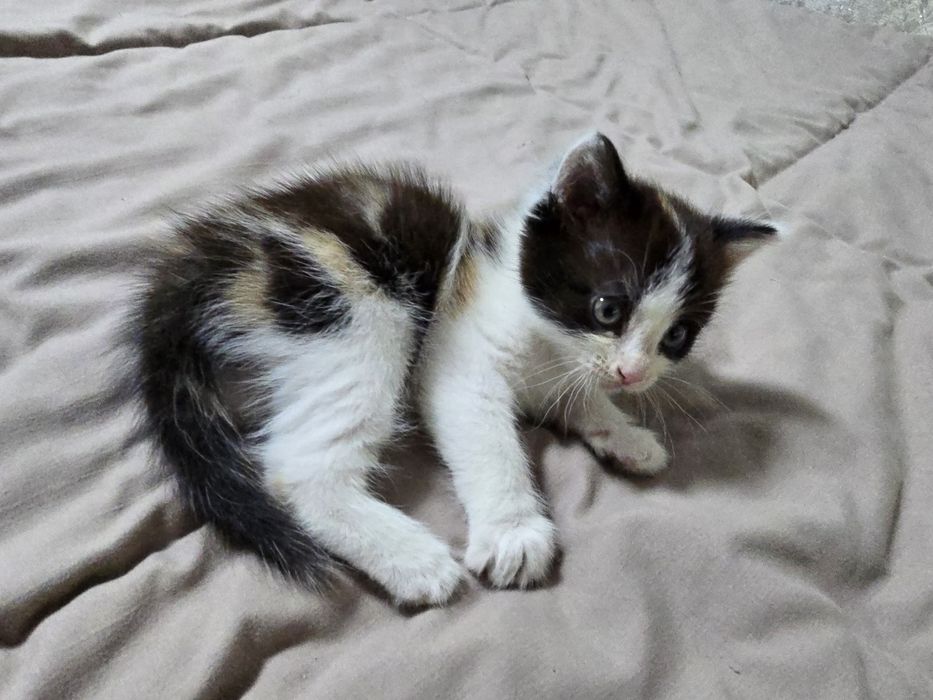 Отдам котят в добрые руки!