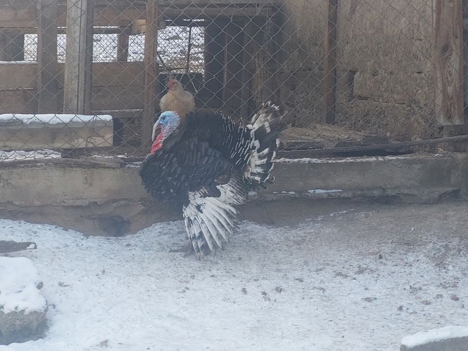 Күркетауық жас  сатылады