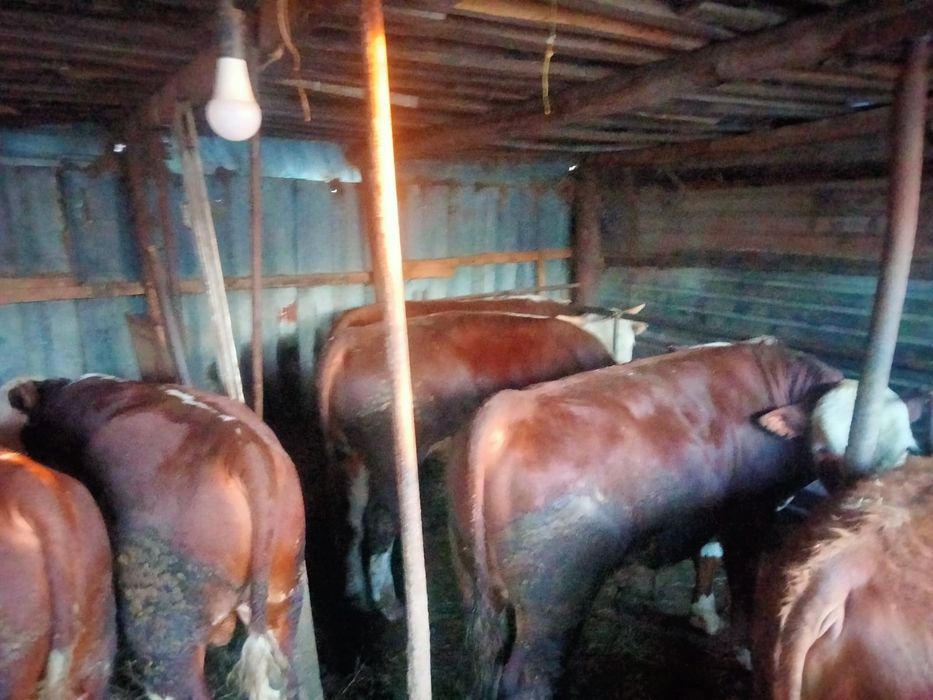 Продам бычков , с откорма