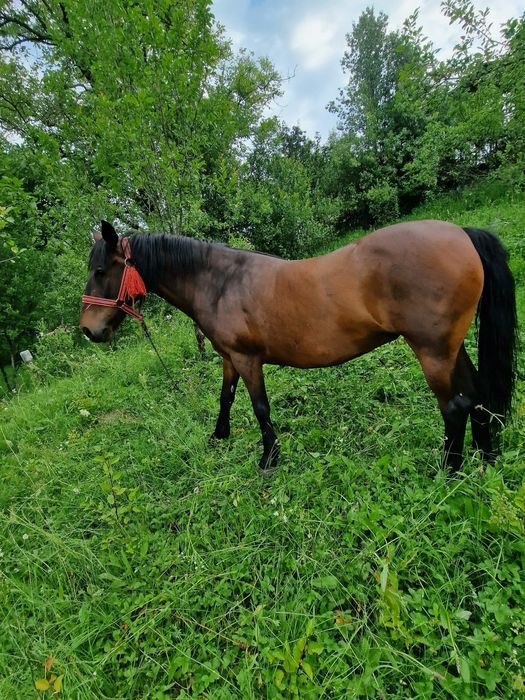 Iapa de vânzare 8 ani