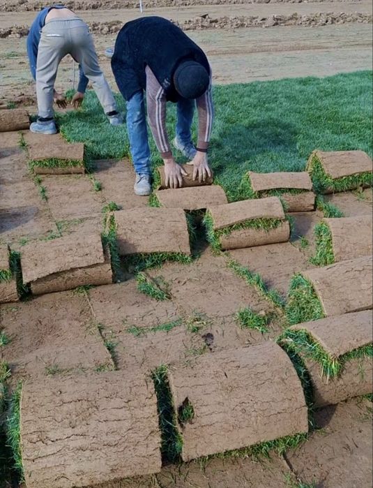 Газон в Узбекистане, Доставка, Установка, Полив Система, Ландшафт,