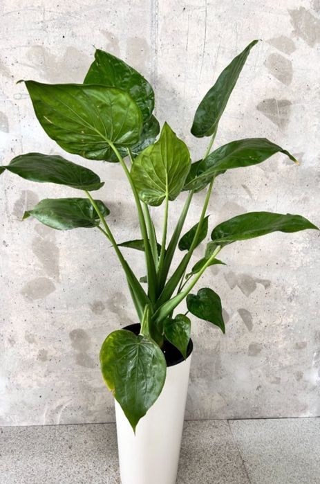 Клубень Алоказии