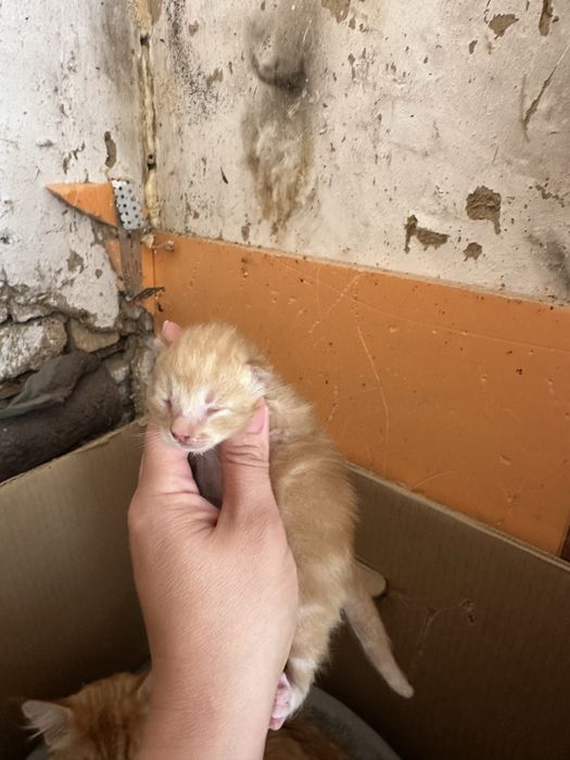 Котята мейн кун, все мальчики
