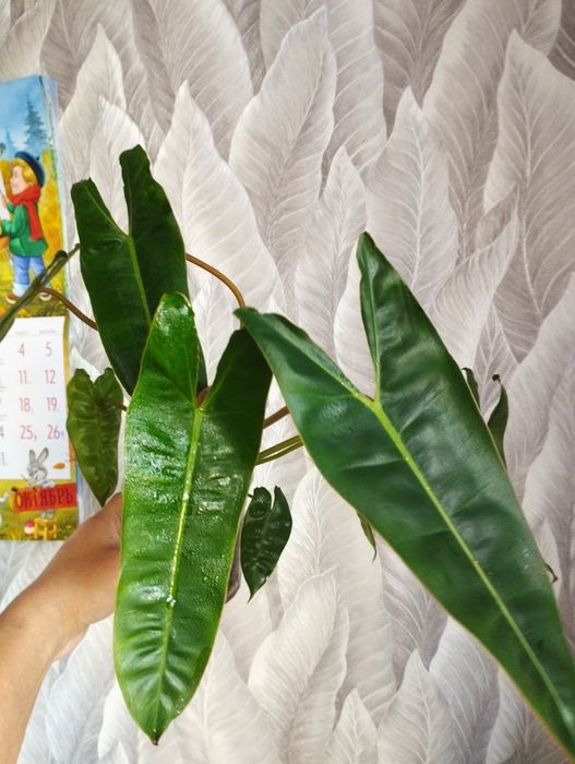 Цветы  Филодендрон, сциндапсус монстера