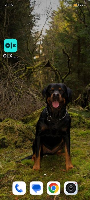 Продажа ротвейлеров