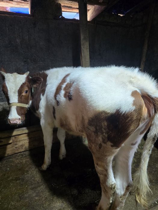 Телка  телкаааааа