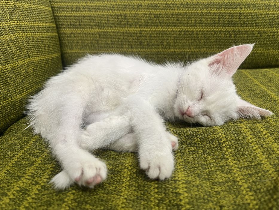 Котёнок, умная девочка)))