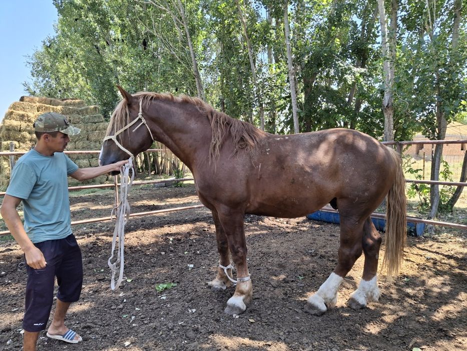 Айғыр  российский тяжь