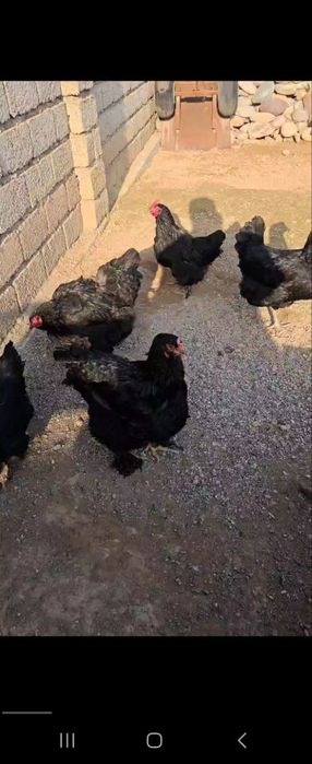 Xonaki tovuqlar sotiladi