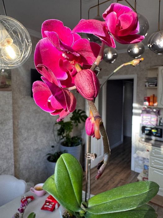 Орхидеи  9 сортов