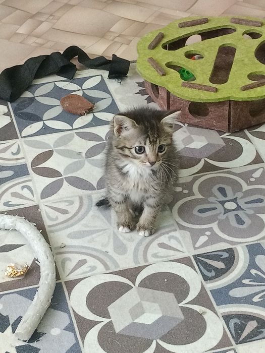 Котёнок _2026_скумбрия