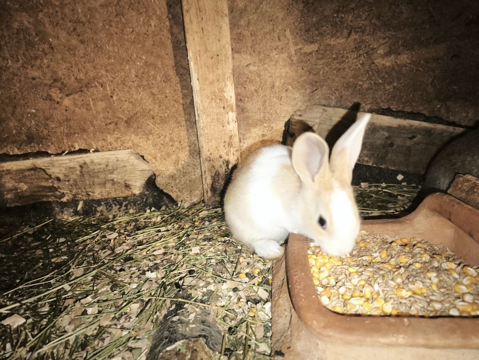 Iepurași hicole.  .