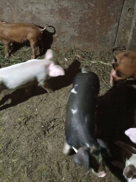 Продам свиней паросят