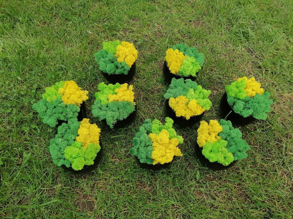 Подаръци със скандинавски мъх