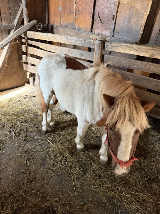 Ponei Shetland