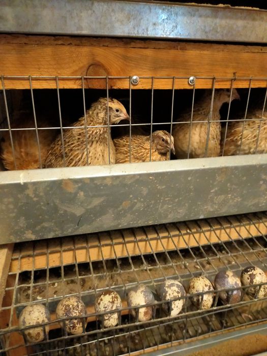 Инкубационное яйцо перепелов