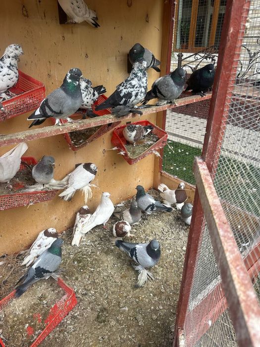 Кабутарлар Сотилади | Продаются голуби