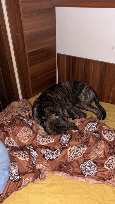 Donez Câine metis Cane Corso